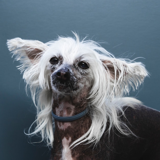 Retrato de um cão com orelhas compridas e penteado