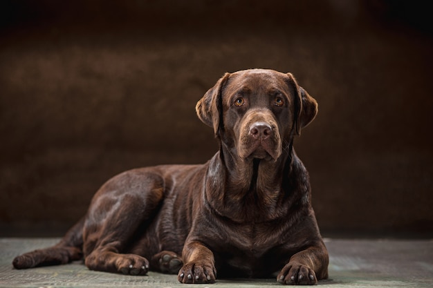 Foto grátis retrato de um cão labrador preto tomado contra um fundo escuro.