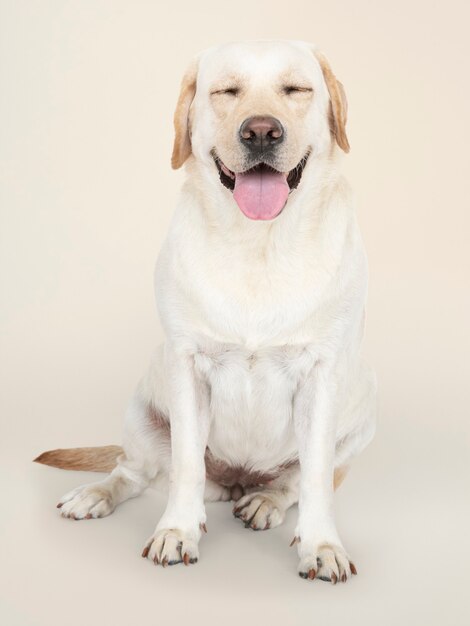 Retrato de um cão Labrador Retriever