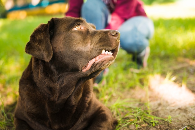 Foto grátis retrato, de, um, cão, olhando