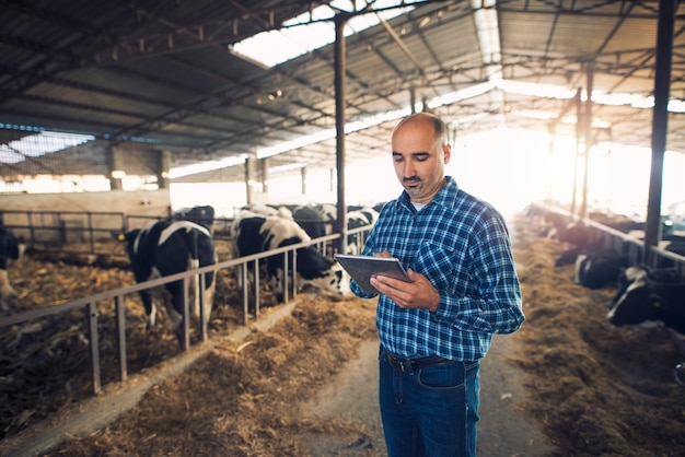 Retrato de um fazendeiro de meia-idade em uma fazenda de vacas e usando um tablet