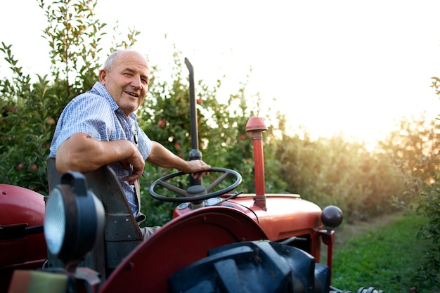 Retrato de um fazendeiro sênior dirigindo sua velha máquina de trator de estilo retrô através de um pomar de frutas de maçã no pôr do sol
