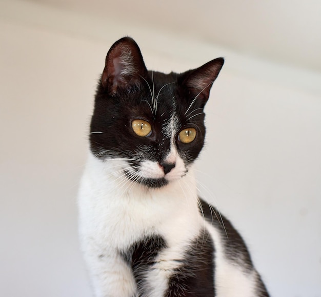 Retrato de um gato preto e branco