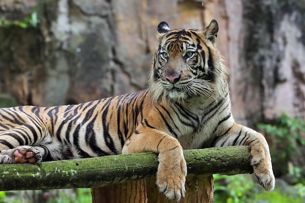 Foto grátis retrato de um jovem tigre de bengala