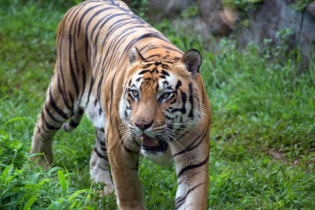 Foto grátis retrato de um jovem tigre de bengala