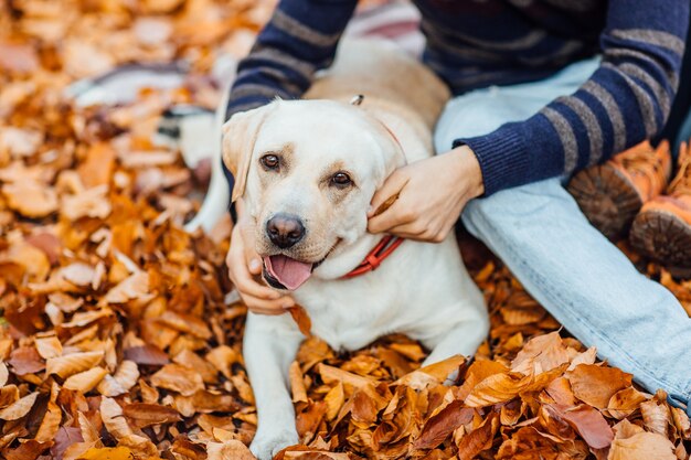 Retrato de um labrador dourado fofo sentado no parque de outono com seu dono