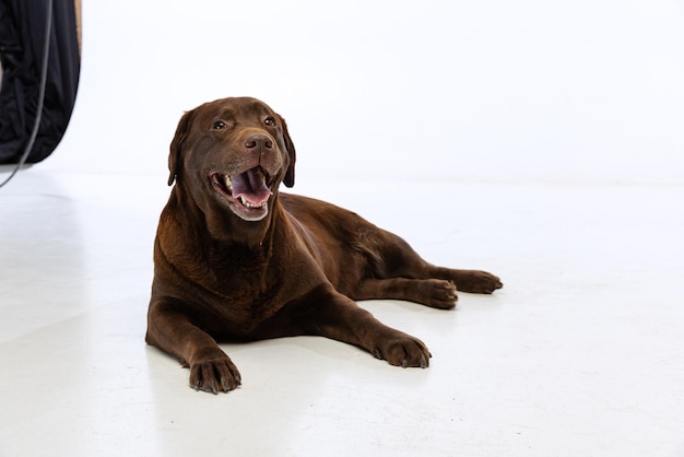 Retrato de um lindo cão de raça pura deitado posando isolado sobre o fundo branco do estúdio