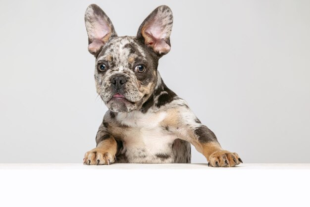 Retrato de um lindo cão de raça pura, filhote de buldogue francês, posando olhando para a câmera isolada sobre o fundo cinza do estúdio