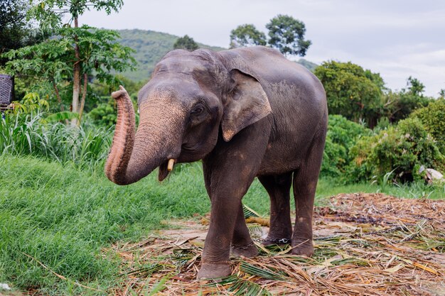 Retrato de um lindo elefante asiático tailandês em um campo verde Elefante com presas cortadas aparadas