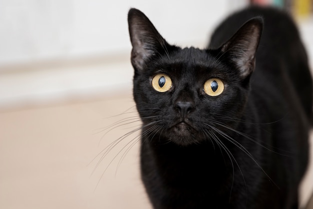 Retrato de um lindo gato doméstico preto