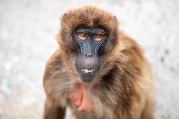 Foto grátis retrato de um macaco marrom fofo