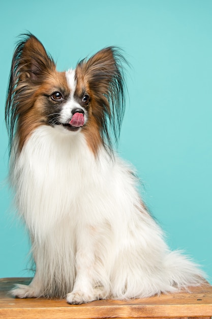 Retrato de um pequeno cachorro bocejando papillon