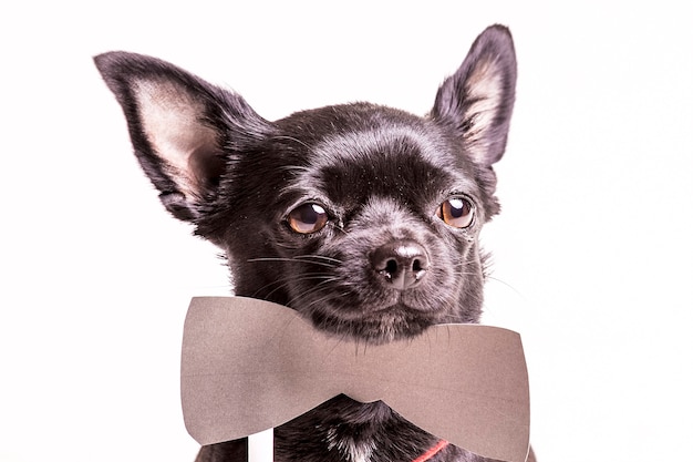 Retrato, de, um, pretas, boston terrier, cão, com, bowtie