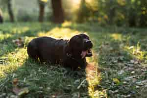 Foto grátis retrato, de, um, pretas, labrador, furar lingüeta, mentir grama verde