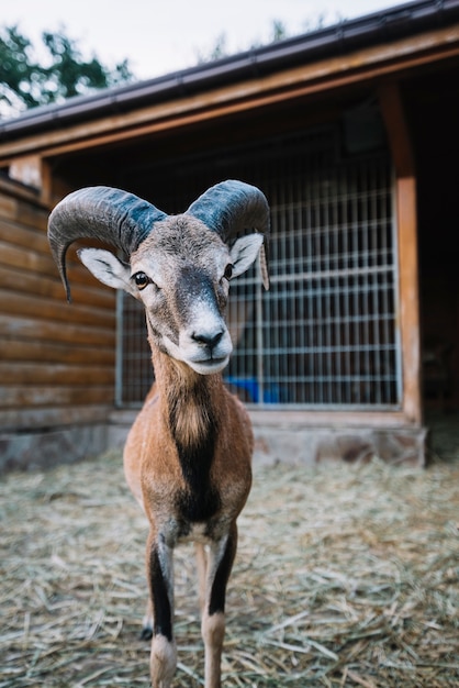 Retrato, de, um, sheep, em, a, celeiro