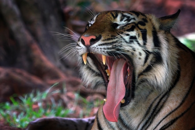 Retrato de um tigre de bengala