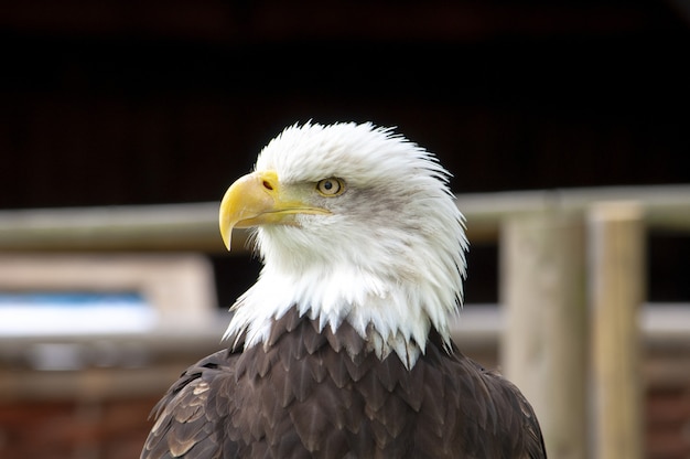 Retrato de uma bela águia americana