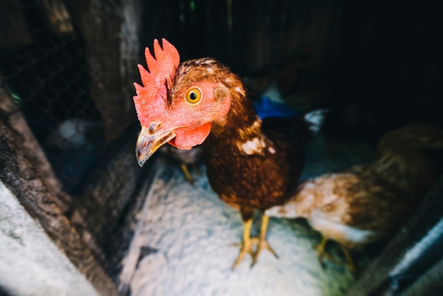 Retrato de uma galinha