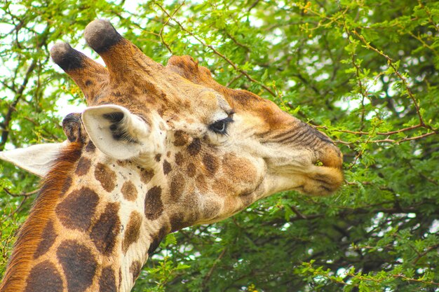 Retrato de uma girafa comendo folhas de árvore