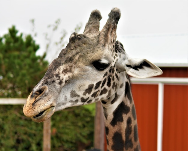 Retrato de uma girafa fofa em um zoológico