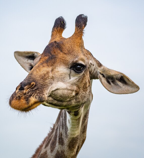 Retrato de uma girafa sob a luz do sol durante o dia em um espaço desfocado