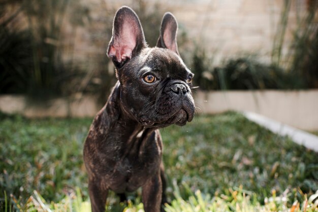 Retrato do buldogue francês pequeno bonito ao ar livre