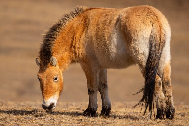 Retrato do cavalo de Przewalskis na luz suave e mágica durante o inverno na Mongólia