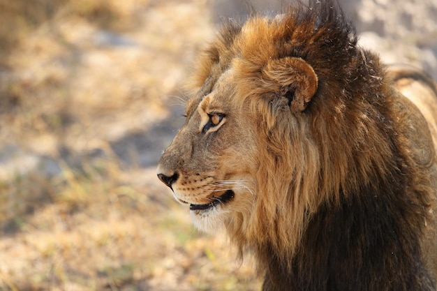 Retrato do leão africano na luz quente