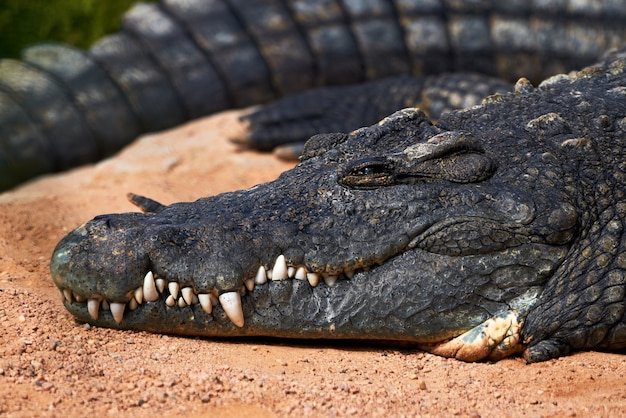 Retrato do rosto de um belo espécime de crocodilo do nilo relaxando em um zoológico