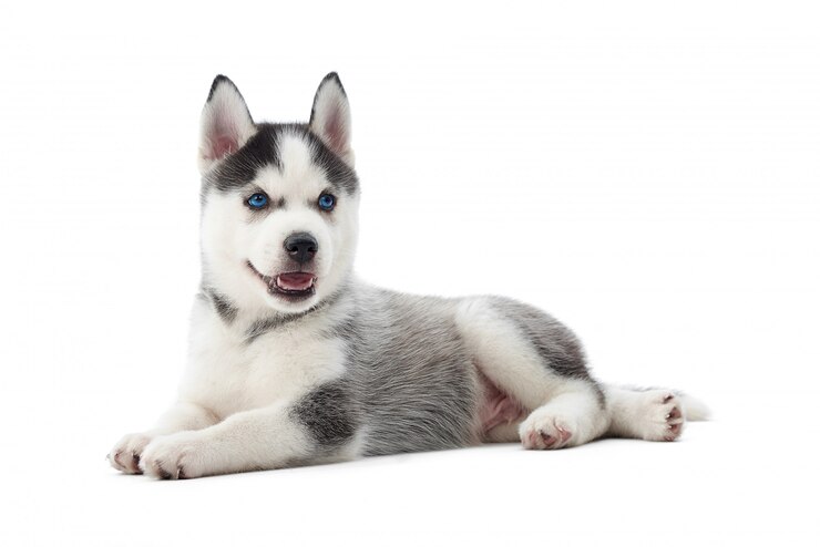 Foto grátis retrato isolado de cachorrinho husky siberiano com olhos azuis, deitado no chão. cão pequeno engraçado com a boca aberta, descansando, relaxado, olhando para longe. cão carregado.