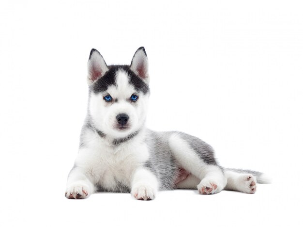 Retrato isolado de filhote de cachorro de cão husky siberiano com olhos azuis de nascimento, descansando. Cão engraçado com relaxamento, após a atividade.