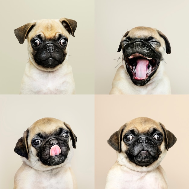 Retrato, jogo, de, um, adorável, pug, filhote cachorro