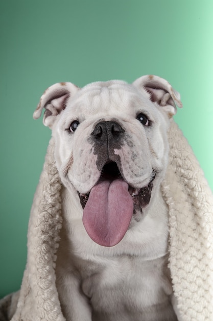 Retrato vertical de um cachorro bulldog inglês engraçado enrolado em um cobertor sobre um fundo verde