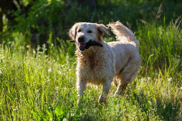 Retriever