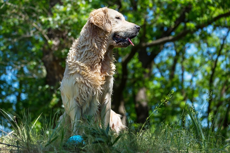 Foto grátis retriever