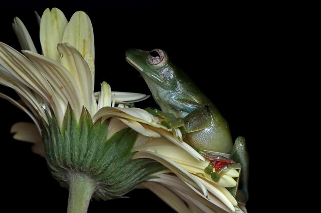 Rhacophorus dulitensis closeup na flor