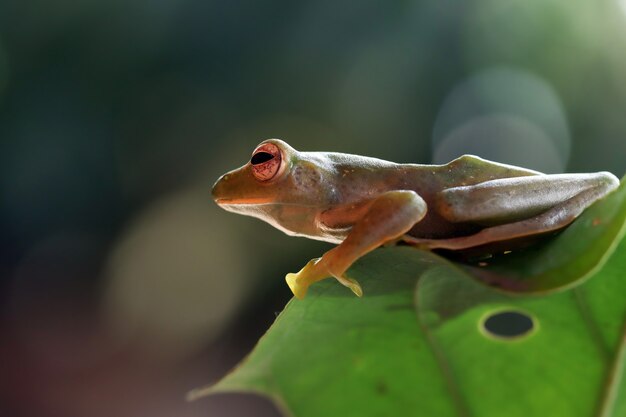 Rhacophorus prominanus ou a perereca malayan na folha verde