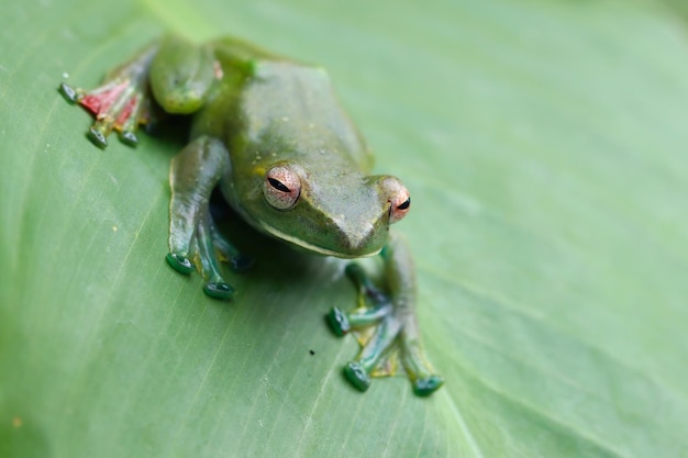 Foto grátis rhacophorus prominanus ou o sapo voador malaio, close-up em folhas verdes