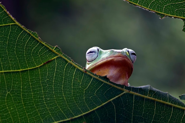 Rhacophorus reinwartii em folhas verdes