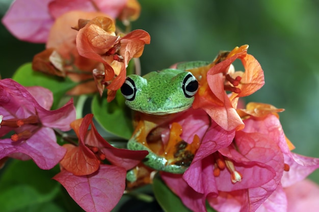 Rhacophorus reinwartii na flor