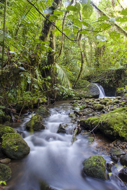 Foto grátis riacho de floresta nublada, costa rica