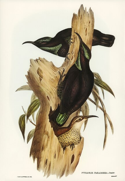 Rifle Bird (Ptiloris paradiseus) ilustrado por Elizabeth Gould