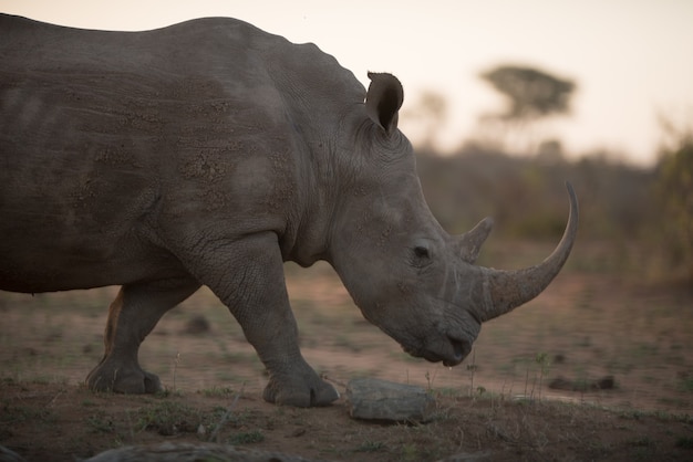 Foto grátis rinoceronte africano caminhando no campo com um fundo desfocado