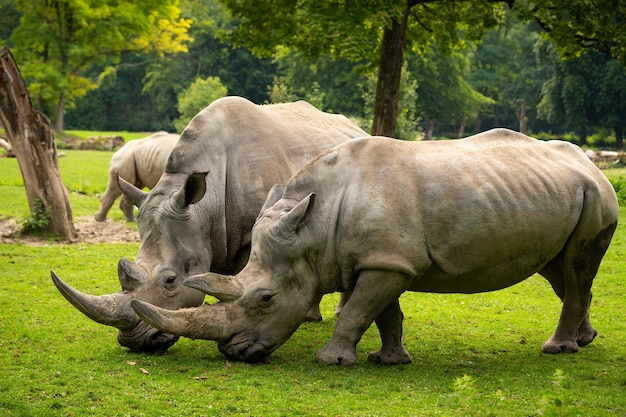 Rinoceronte branco no belo habitat natural Animais selvagens em cativeiro Espécies pré-históricas e ameaçadas de extinção no zoológico