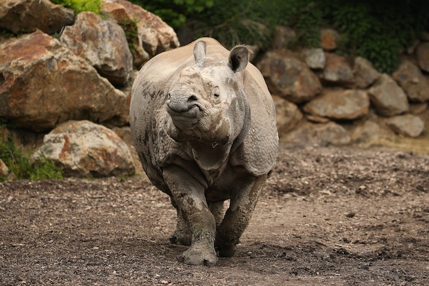 Rinoceronte indiano no belo habitat de aparência natural