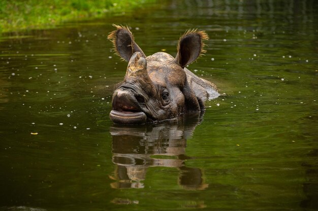 Rinoceronte indiano no belo habitat natural Um rinoceronte com chifres Espécies ameaçadas de extinção O maior tipo de rinoceronte na terra