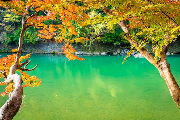 Rio Arashiyama bonito com árvore de folha de plátano e barco ao redor do lago