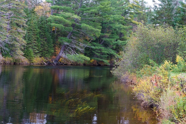 Rio cercado por vegetação no Parque Provincial de Algonquin no outono