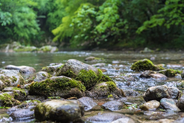 Rio da montanha que flui através da floresta verde. Fluxo rápido sobre rochas cobertas de musgo