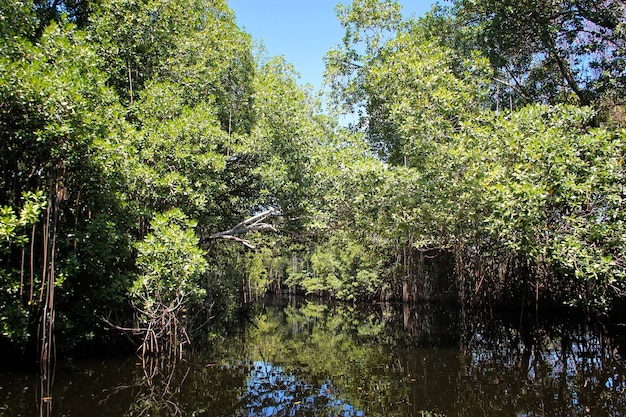 Rio largo perto de black river na jamaica, paisagem exótica em manguezais